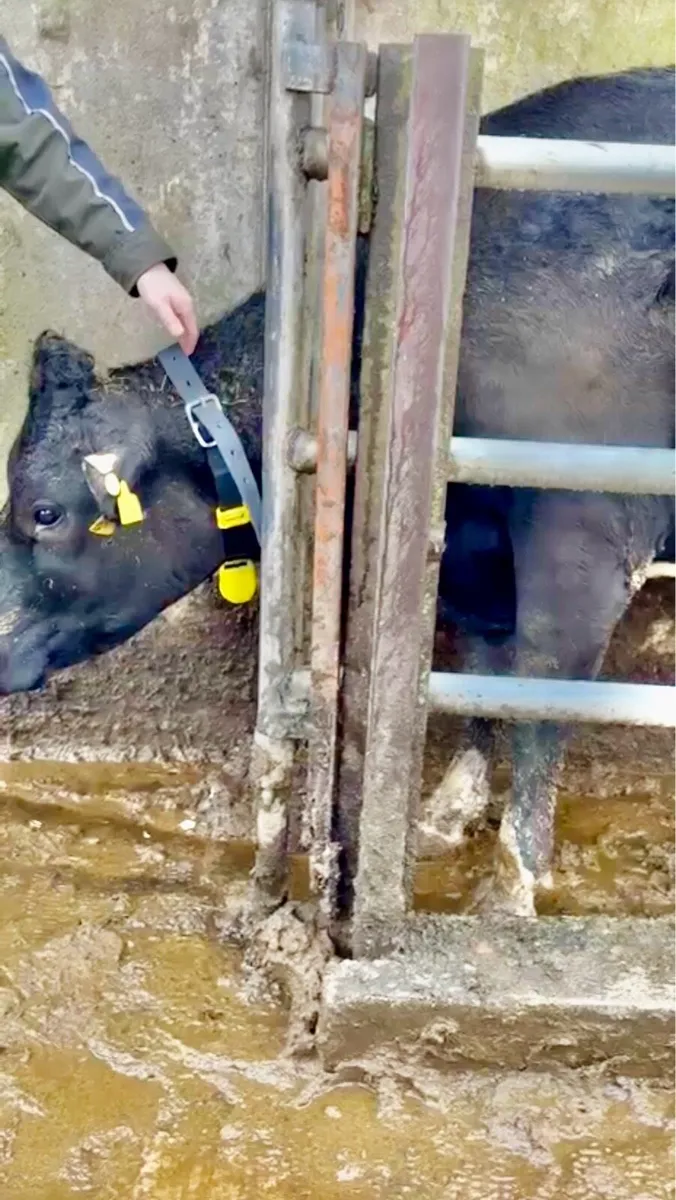 Heat and Health detection - Image 2