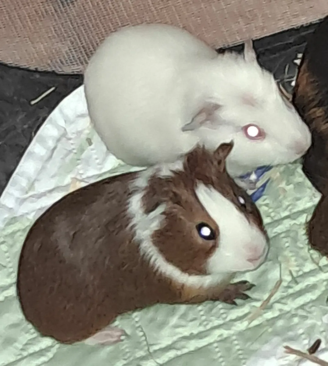Guinea pigs - Image 3