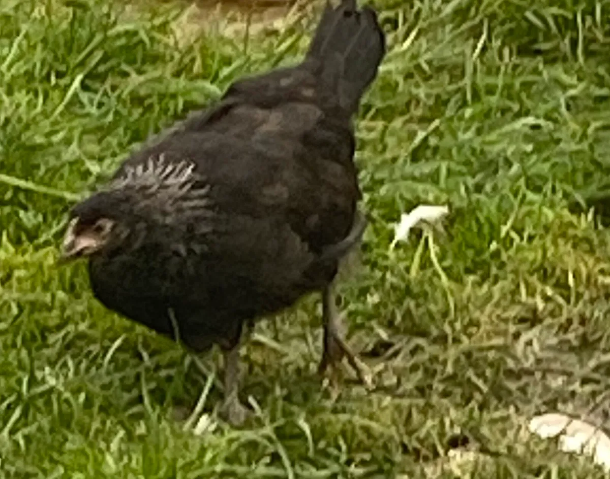 daisybell hen - Image 1