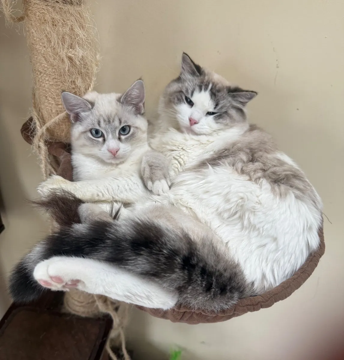 Adorable Ragdol - Image 1