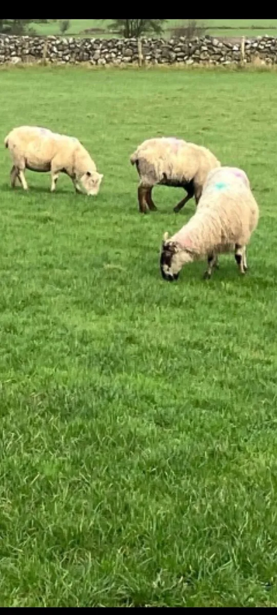 Grazing for Sheep