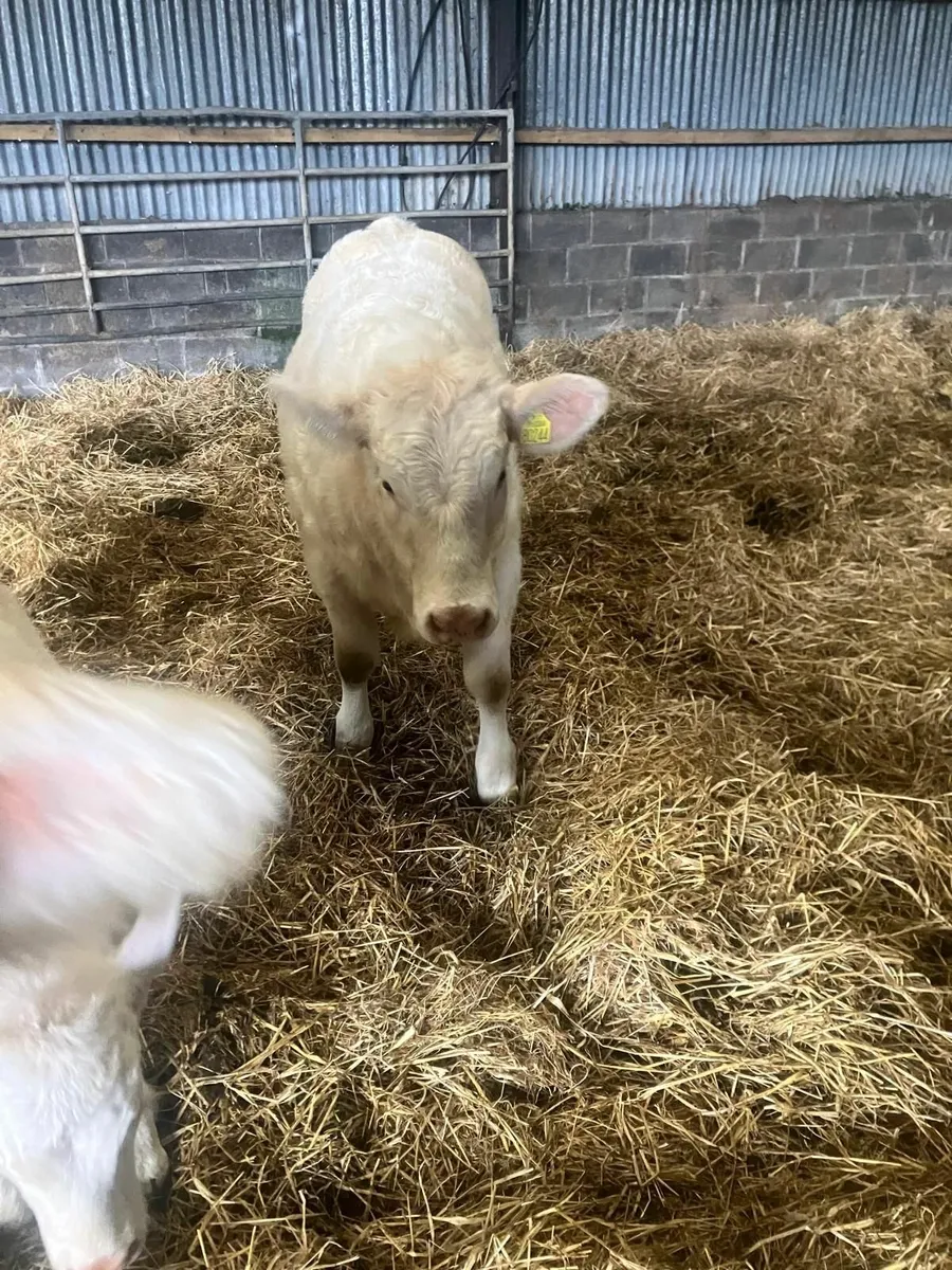 Pure bred charolais heifer 11 months old - Image 1