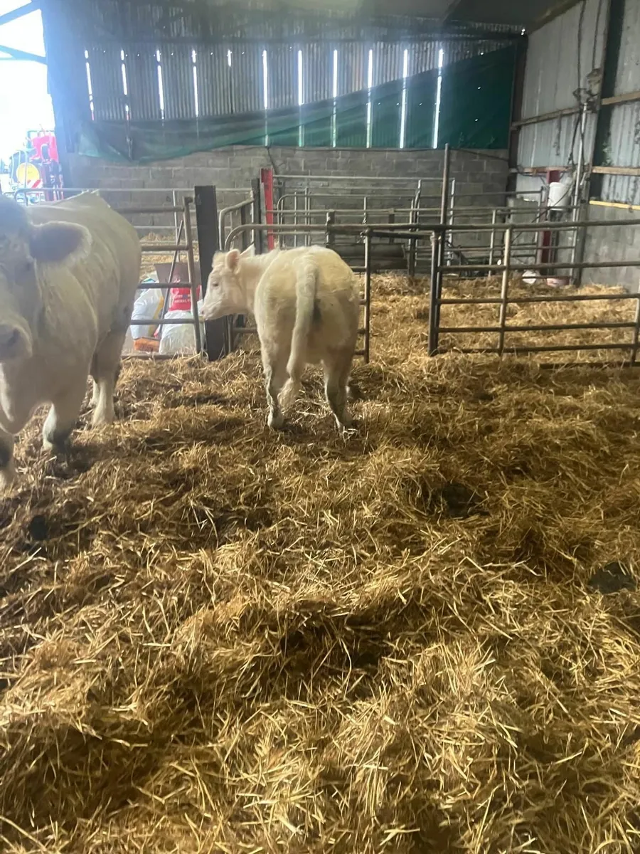 Pure bred charolais heifer 11 months old - Image 2