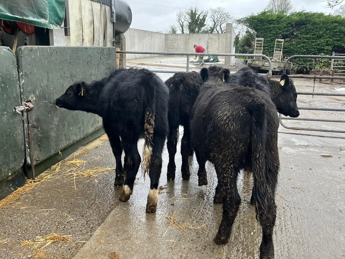 6 super Angus yearling heifers - Image 4