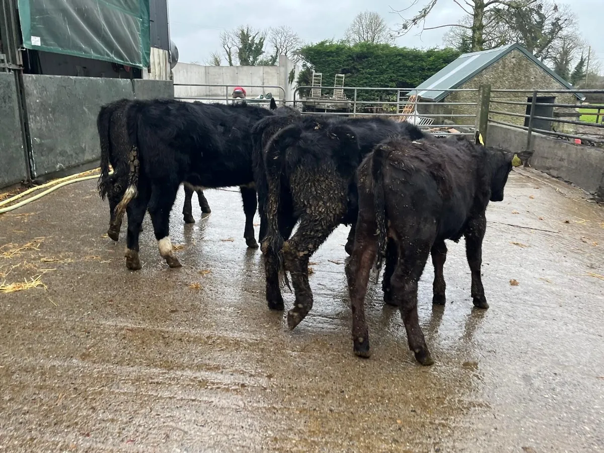 6 super Angus yearling heifers - Image 1