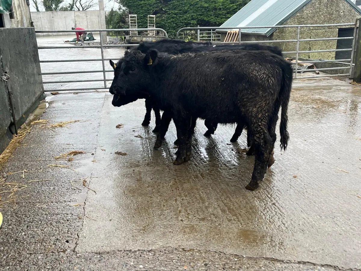 6 super Angus yearling heifers - Image 2