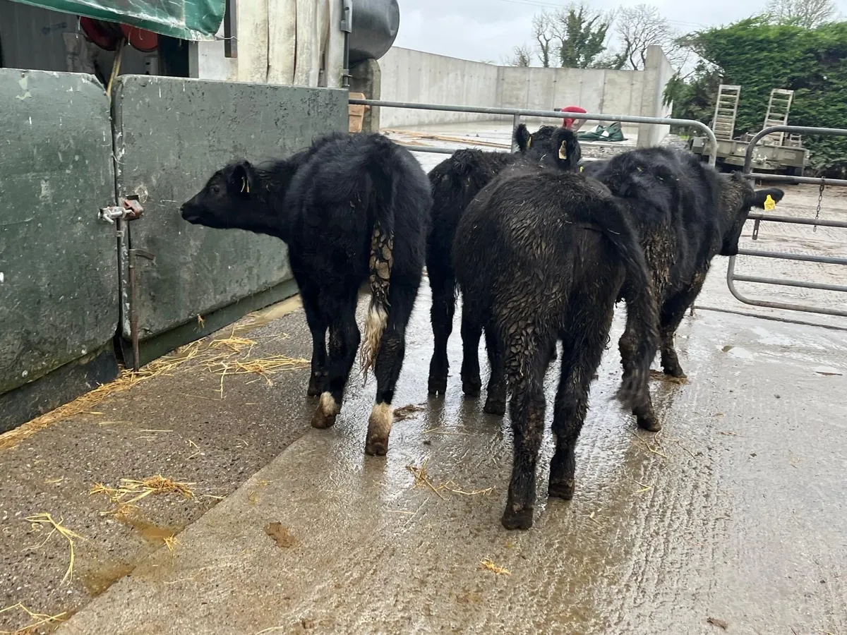 6 super Angus yearling heifers - Image 3