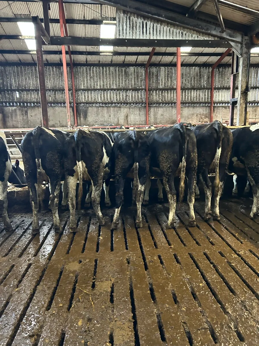 Ballybay Mart Dairy Sale 28th of January - Image 4