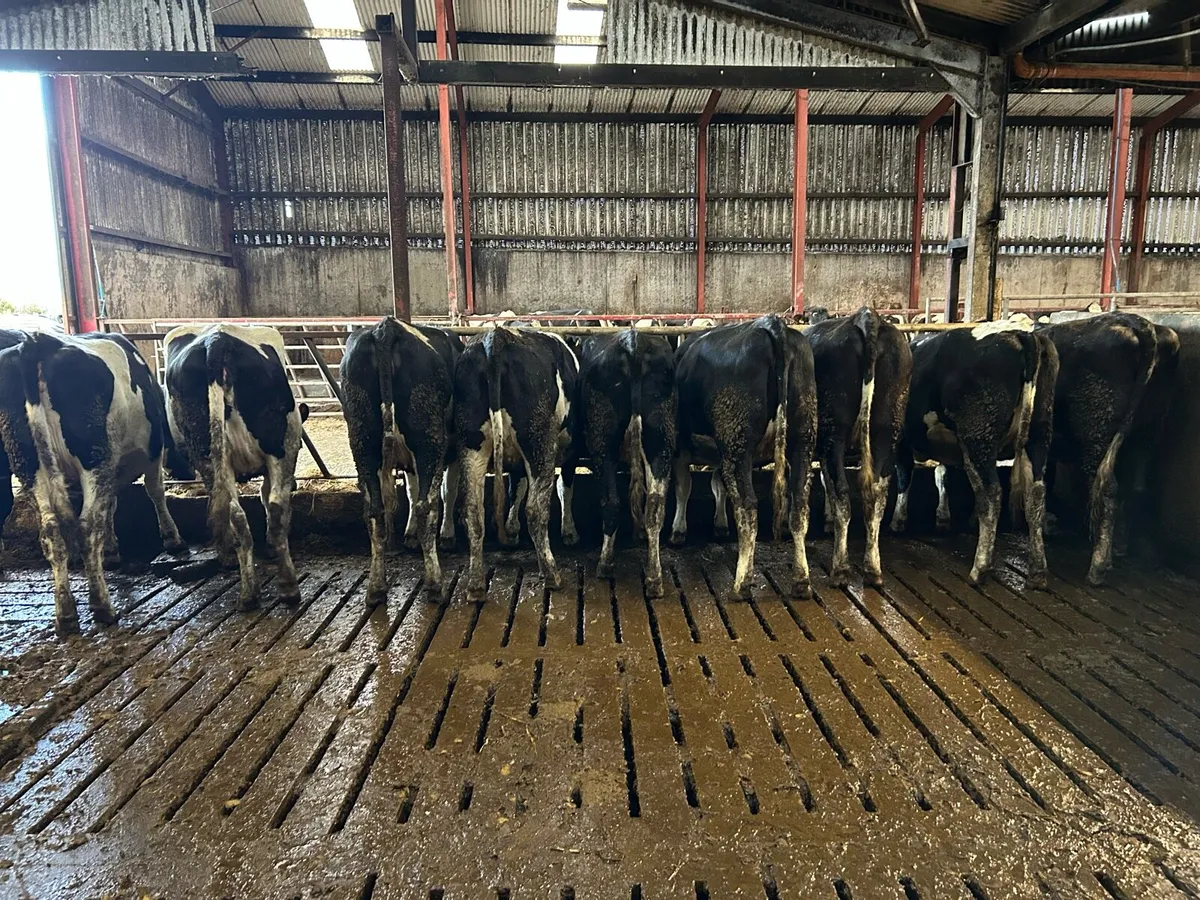 Ballybay Mart Dairy Sale 28th of January - Image 1