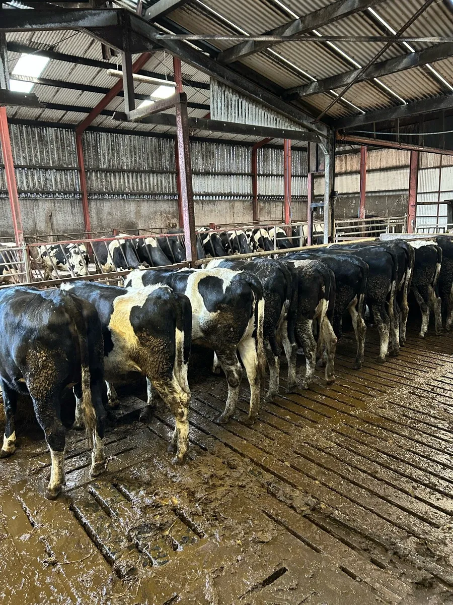 Ballybay Mart Dairy Sale 28th of January - Image 2