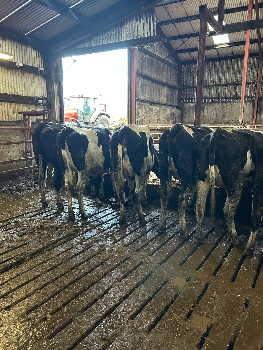 Ballybay Mart Dairy Sale 28th of January - Image 3