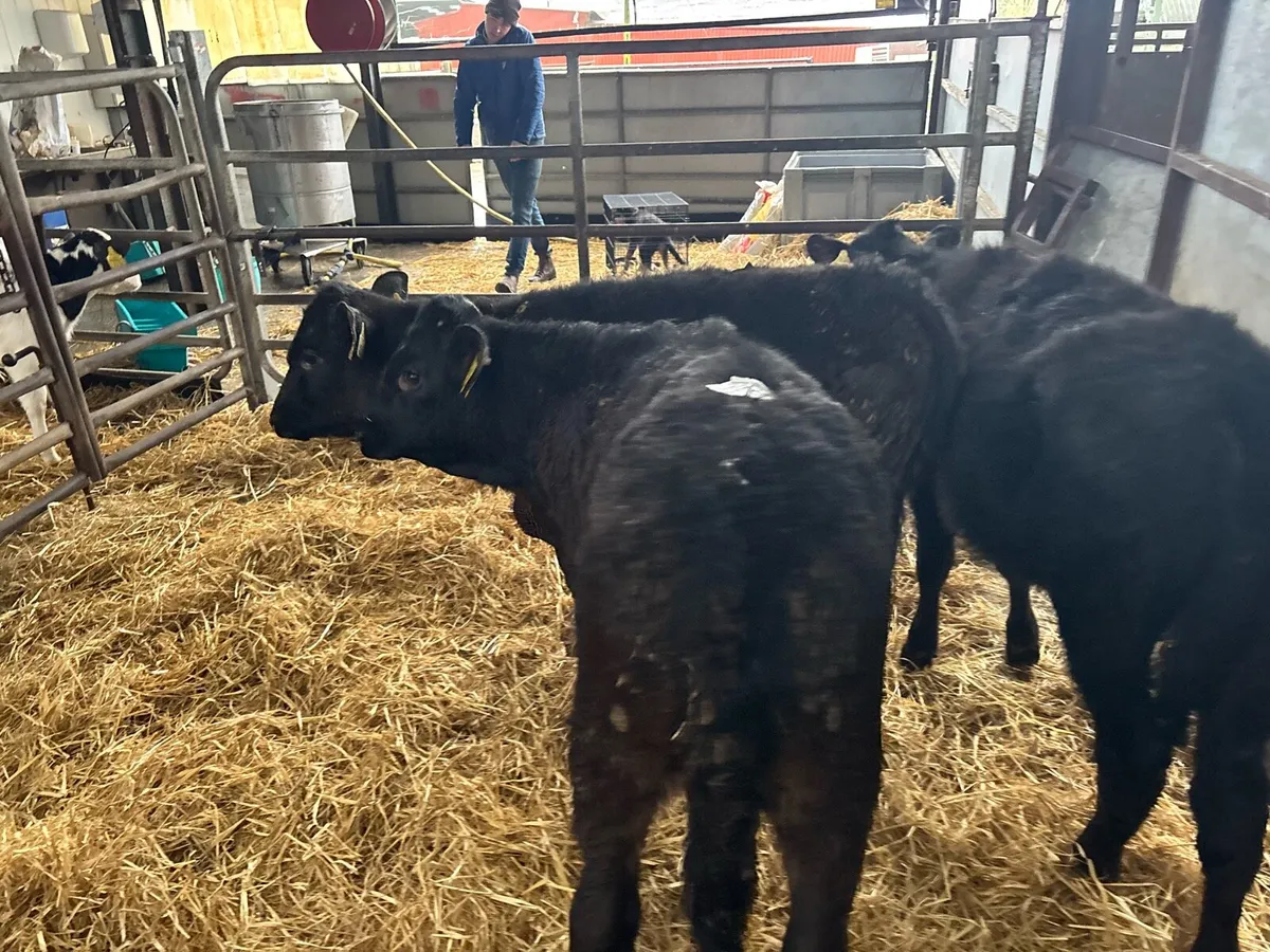 3 limosin runner heifers - Image 2