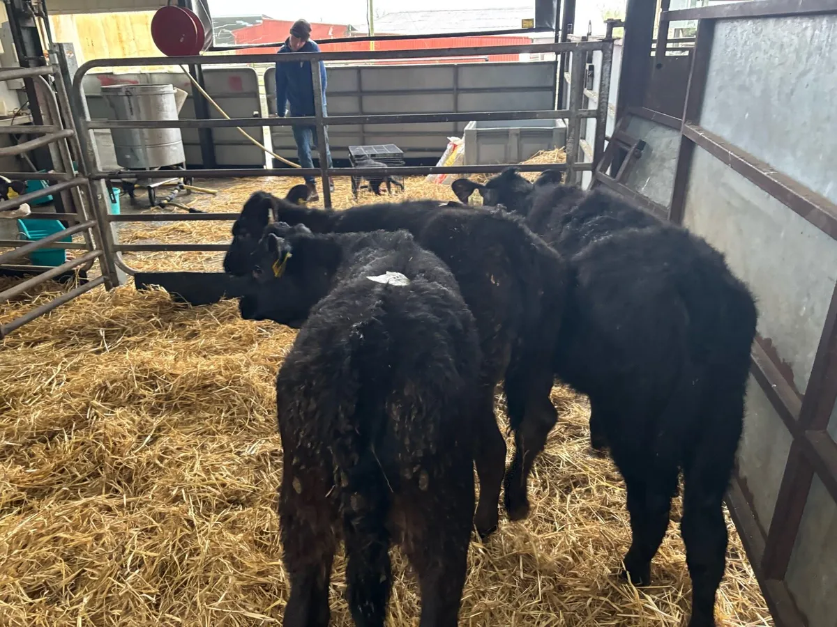 3 limosin runner heifers - Image 3