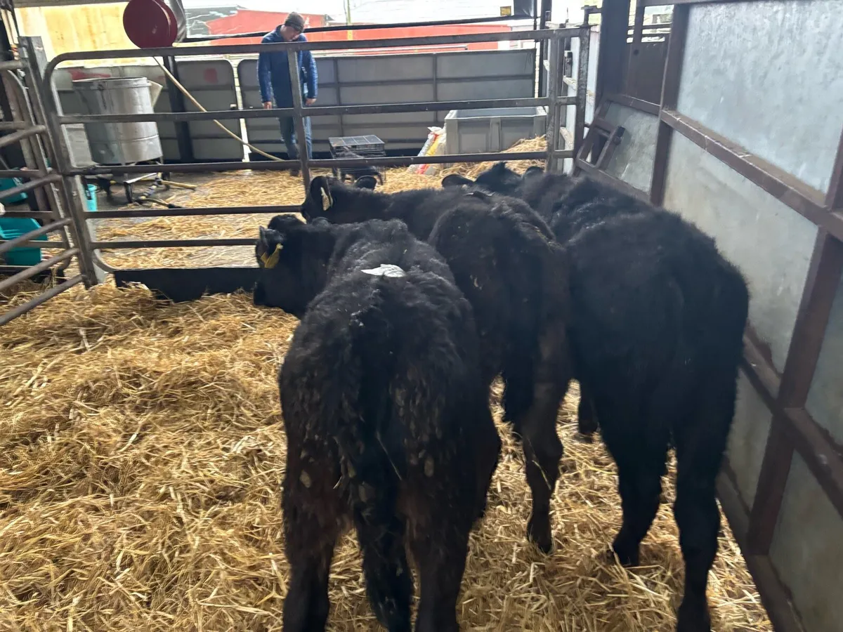 3 limosin runner heifers - Image 4