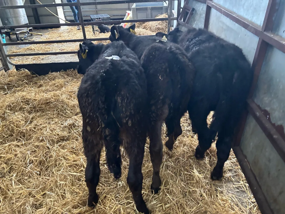 3 limosin runner heifers - Image 1