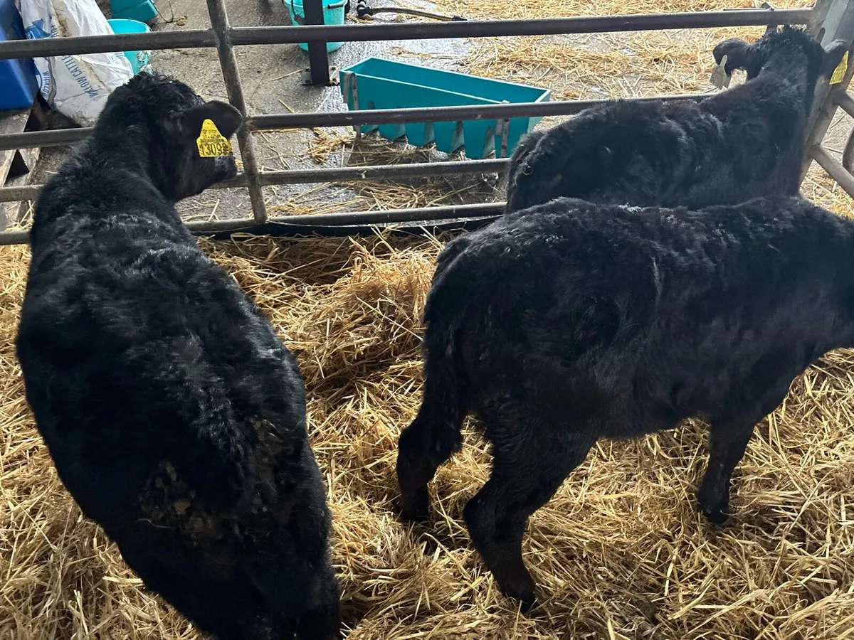 3 super Angus strong heifer calf’s - Image 1