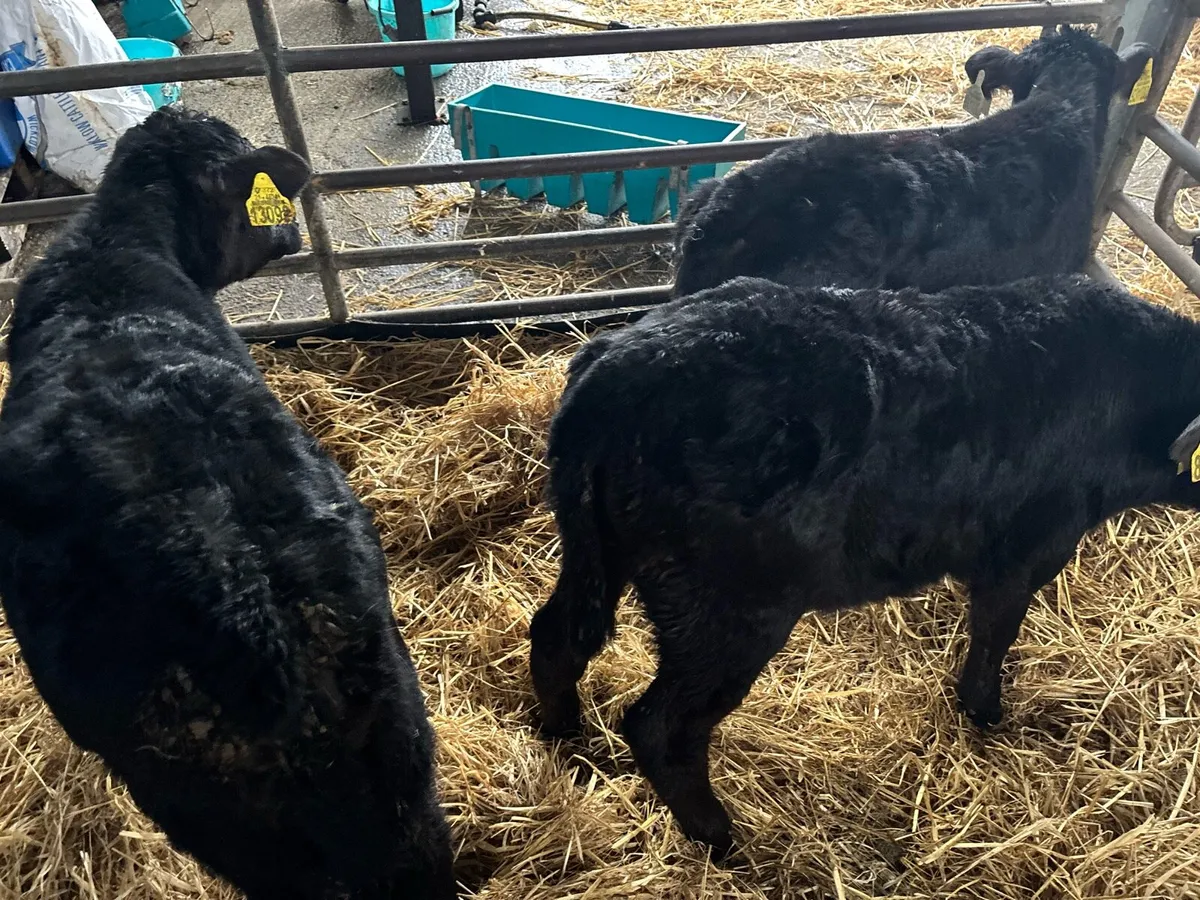 3 super Angus strong heifer calf’s - Image 2