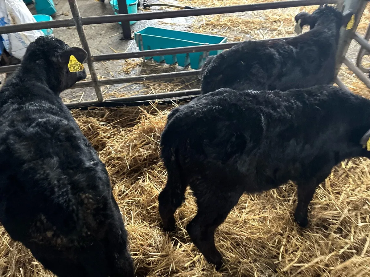 3 super Angus strong heifer calf’s - Image 3