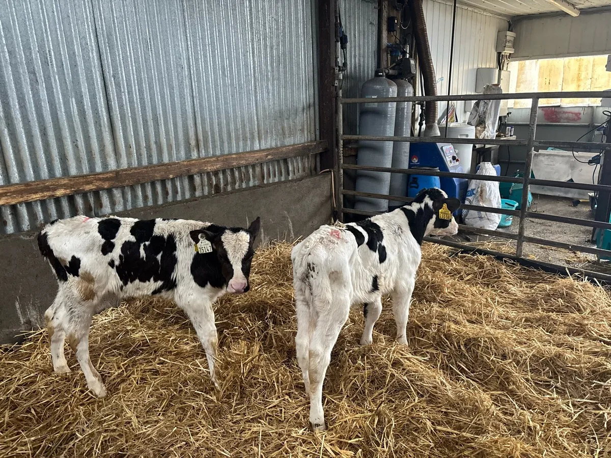 2 British Frisian bull calf’s - Image 2