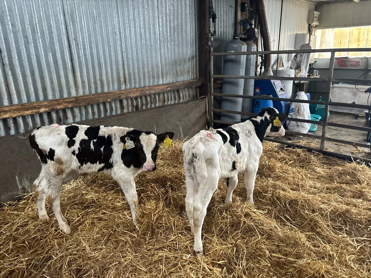 2 British Frisian bull calf’s - Image 3