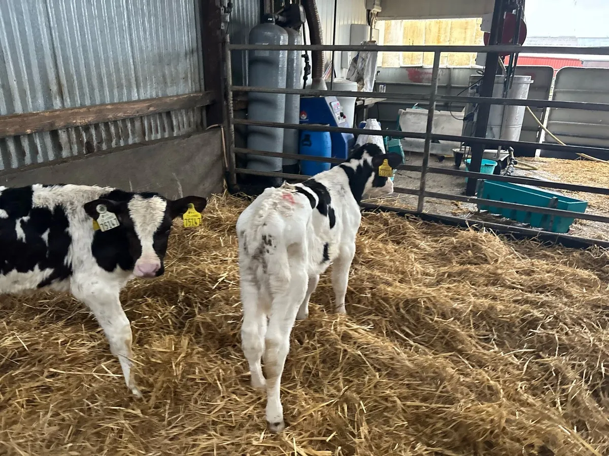 2 British Frisian bull calf’s - Image 4