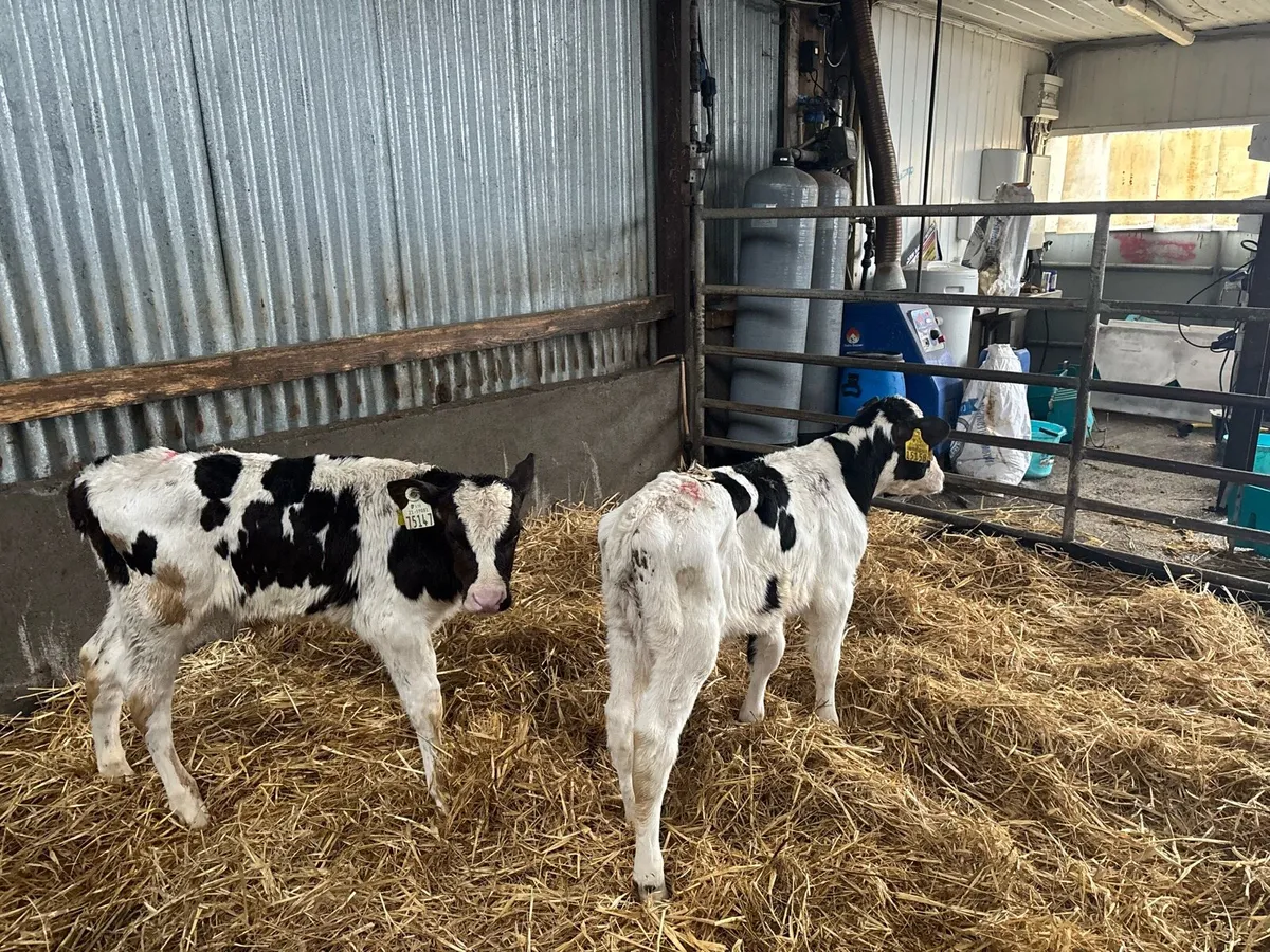 2 British Frisian bull calf’s - Image 1
