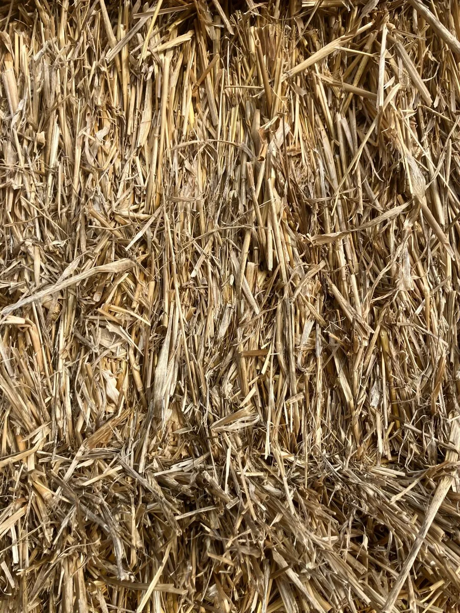 Organic Oat Straw 8x4x3 - Image 3