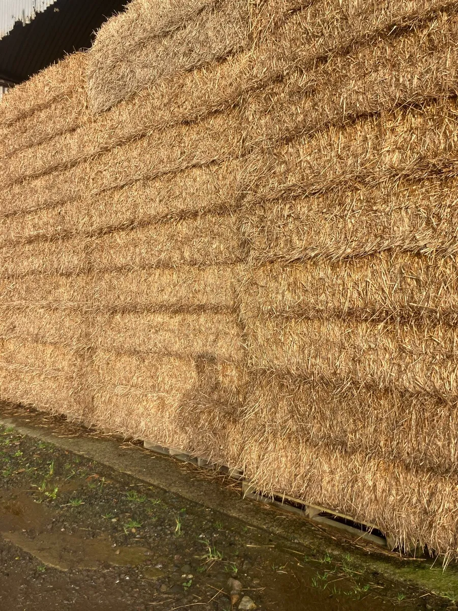 Organic Oat Straw 8x4x3 - Image 1