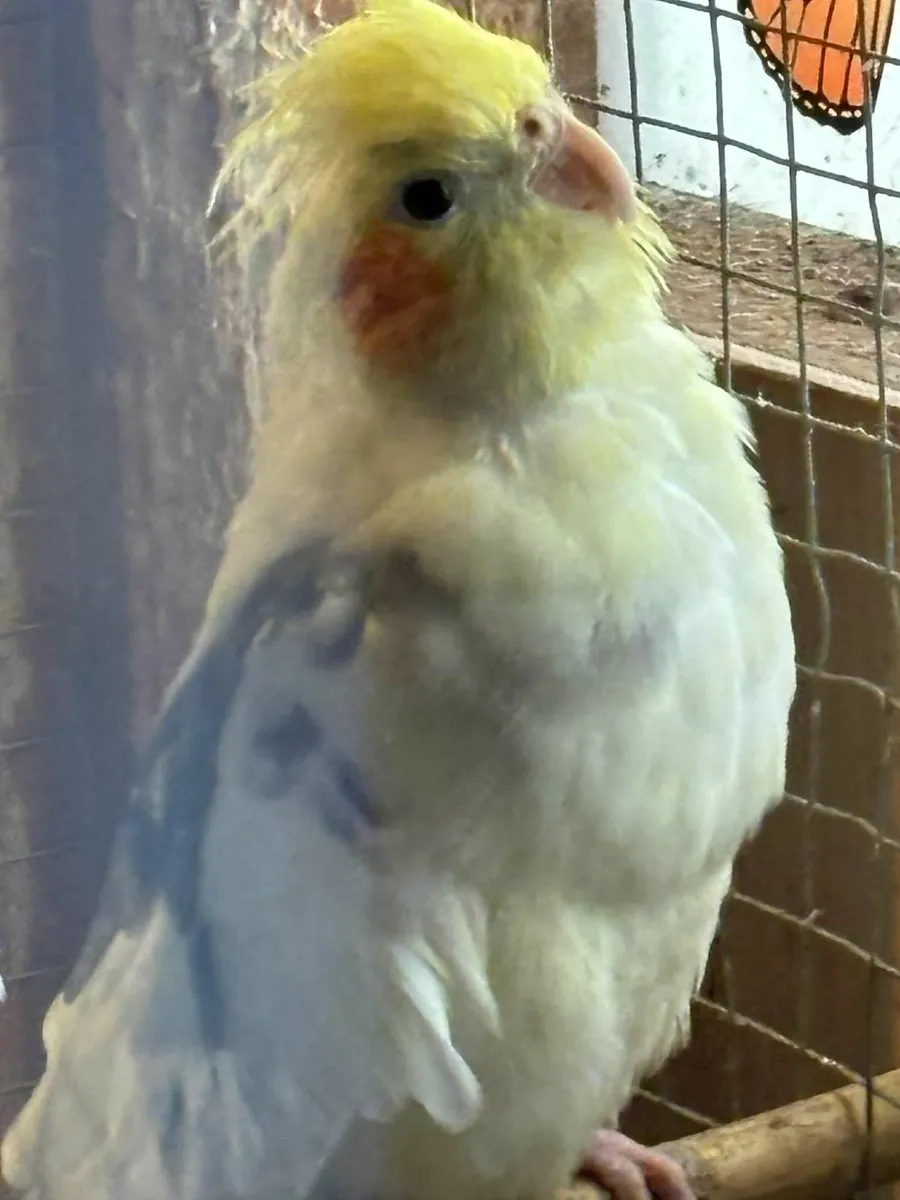 COCKATIEL & LOVE BIRD - Image 1