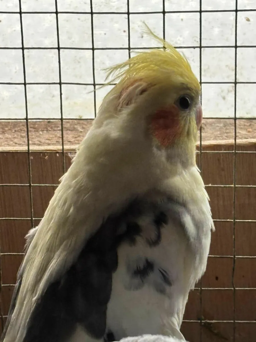 COCKATIEL & LOVE BIRD - Image 2