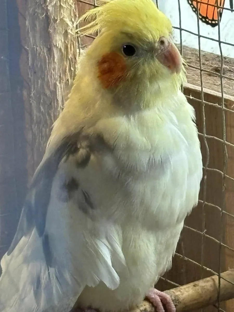 COCKATIEL & LOVE BIRD - Image 3