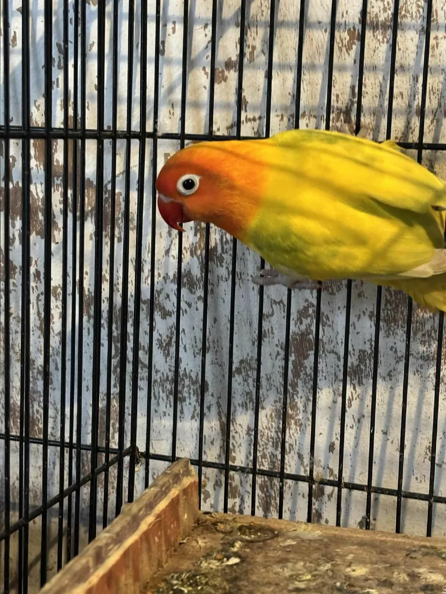 LOVE BIRD - Image 2