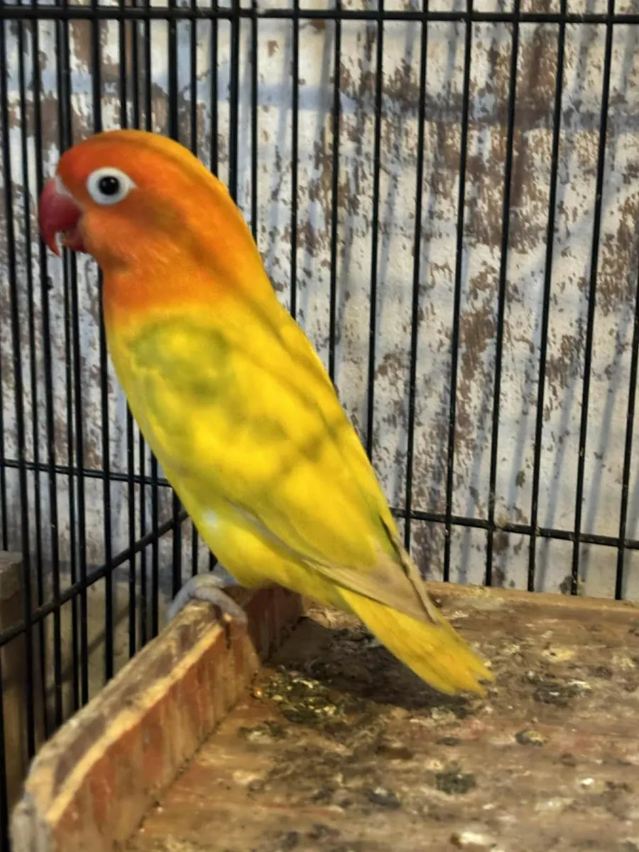 COCKATIEL & LOVE BIRD - Image 4