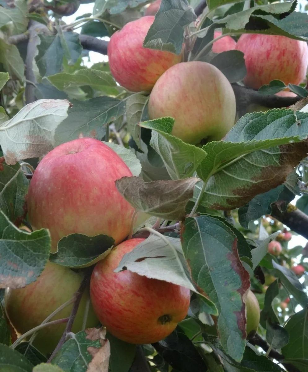 Apple Trees - Image 1