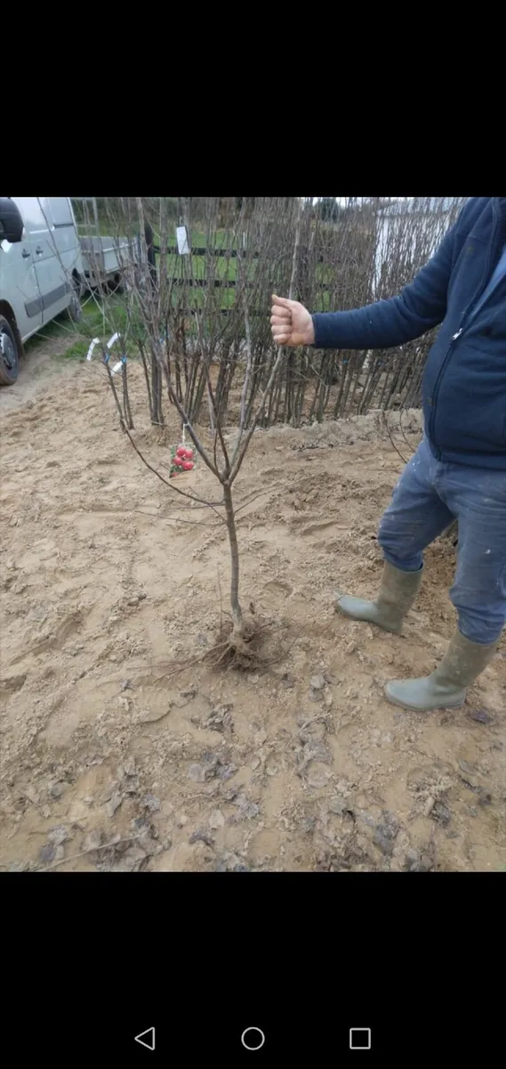 Apple Trees - Image 2