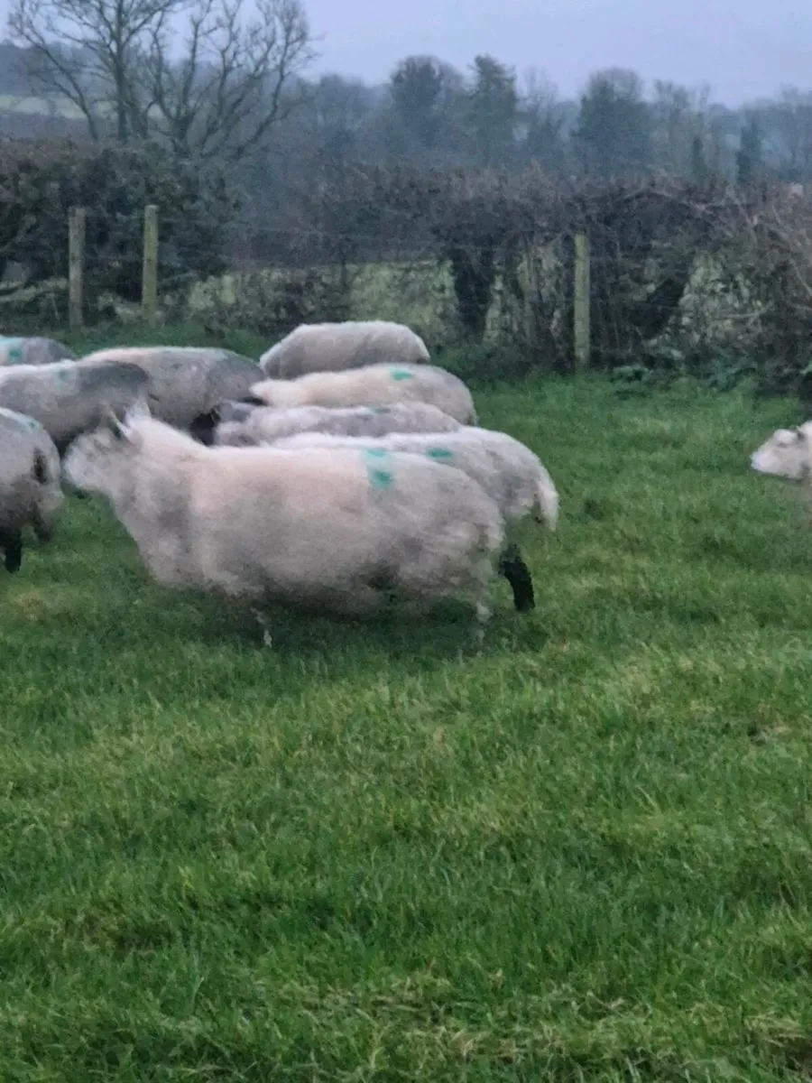 Organic inland ewes - Image 1