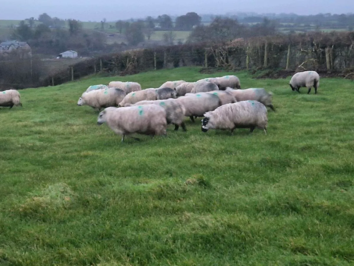 Organic inland ewes - Image 2