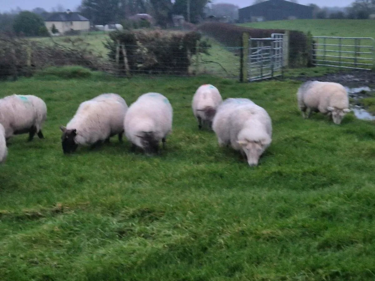 Organic inland ewes - Image 3