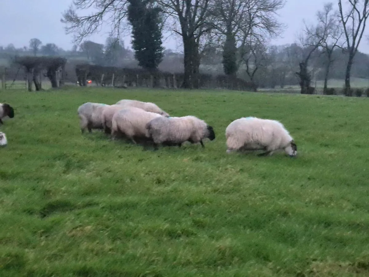 Organic inland ewes - Image 4