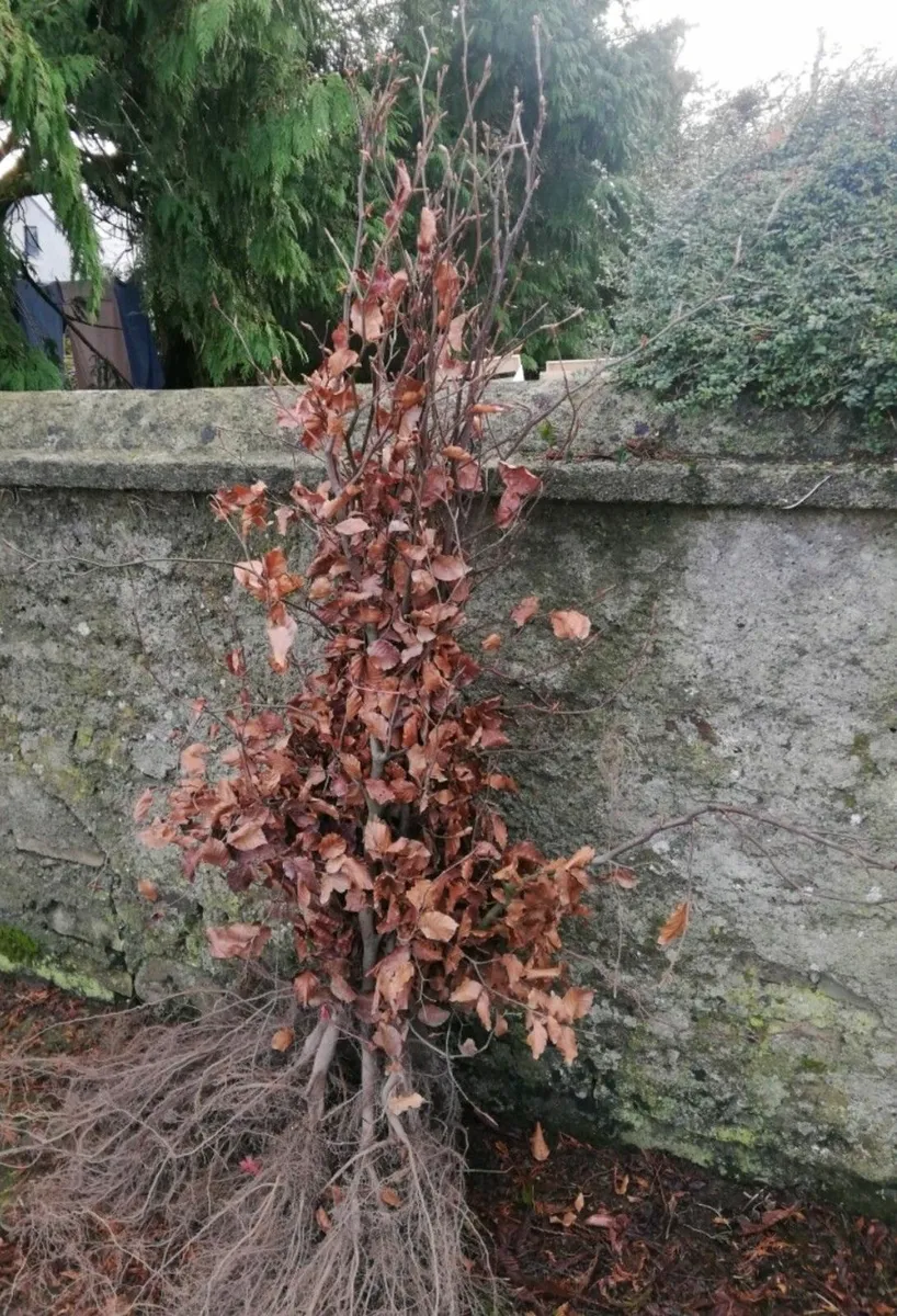 Beech Hedging - Image 3