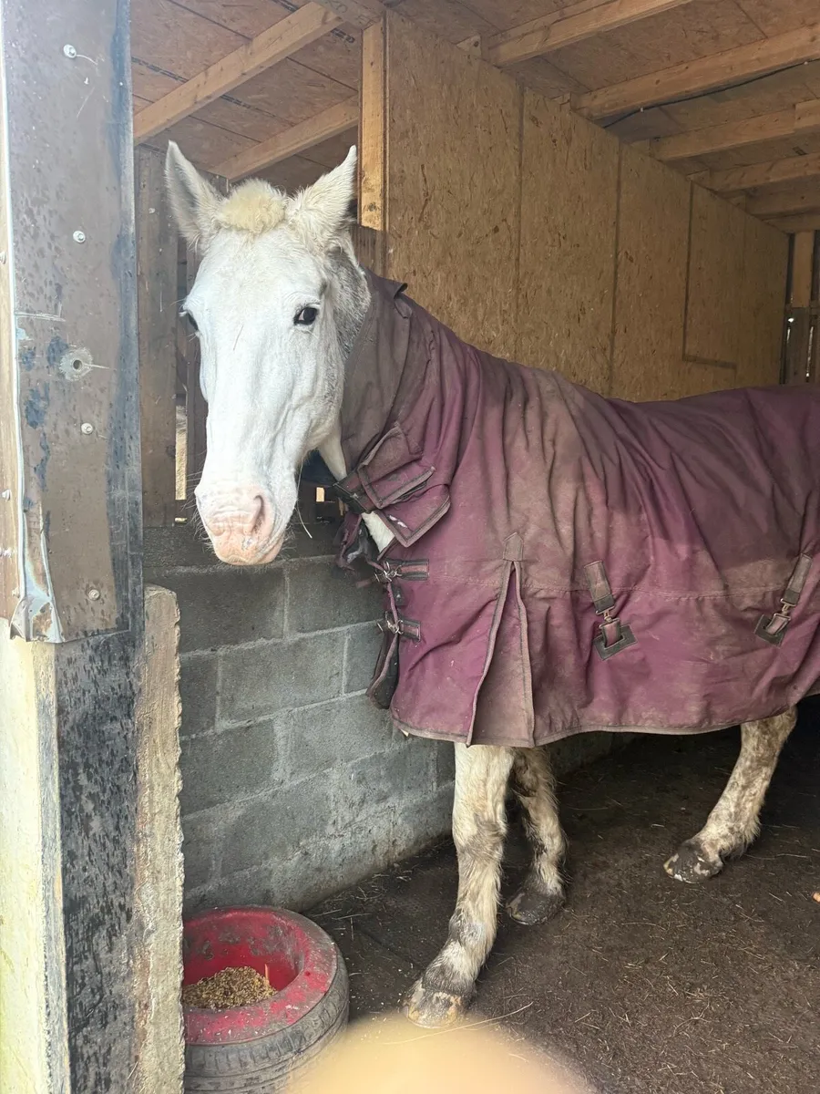 Hunter/broodmare - Image 1