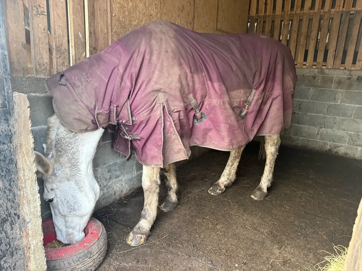 Hunter/broodmare - Image 2