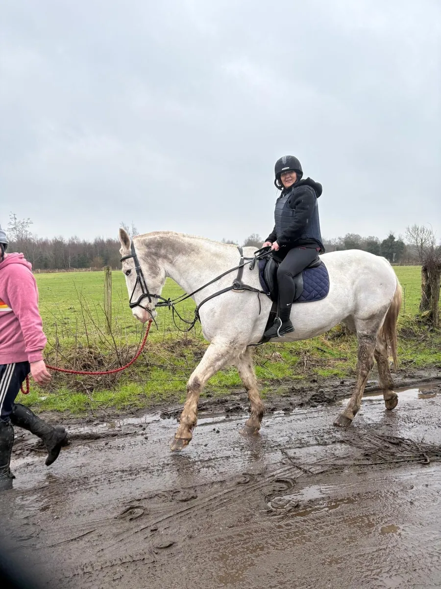 Hunter/broodmare - Image 3