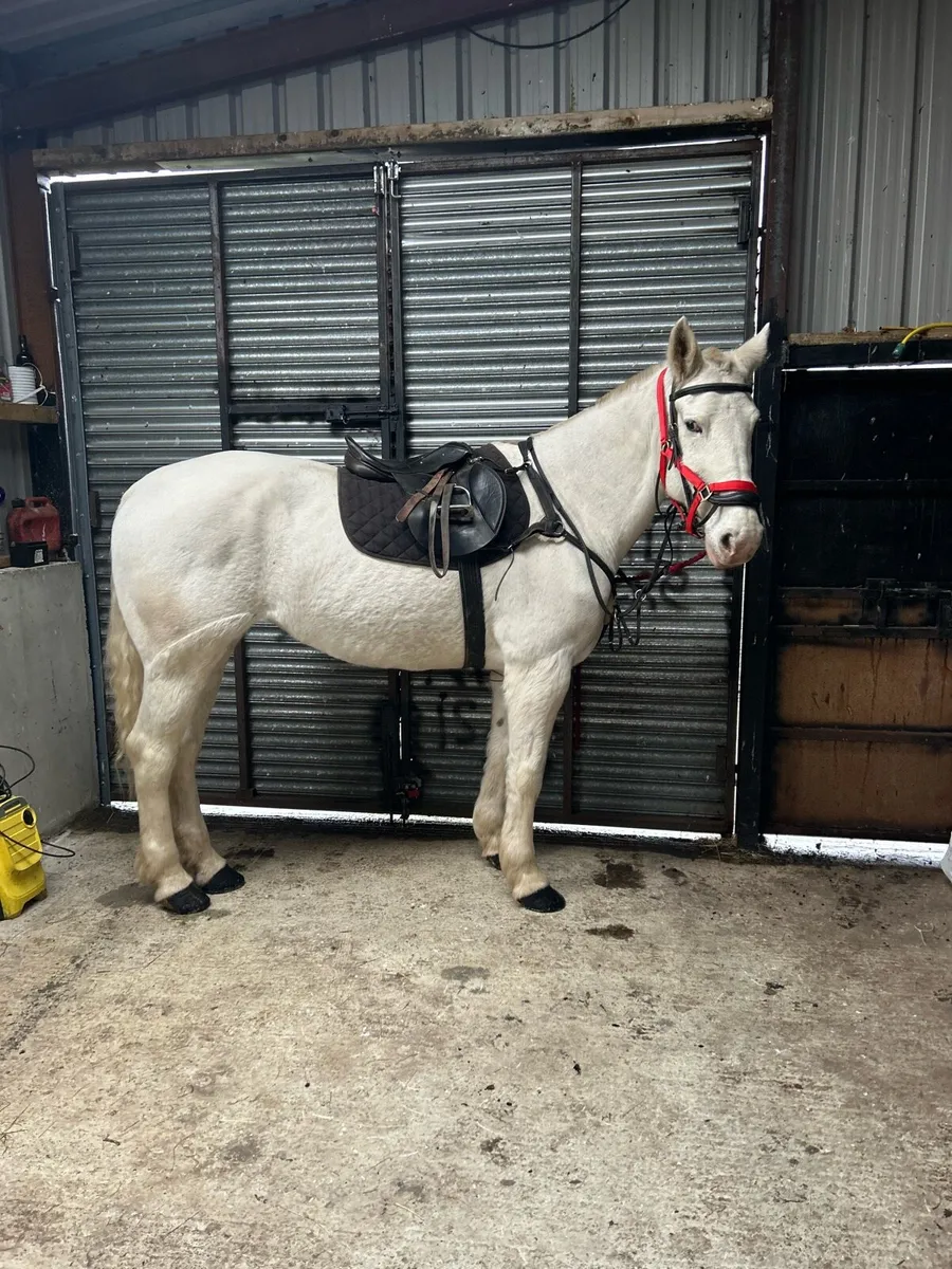 Hunter/broodmare - Image 4