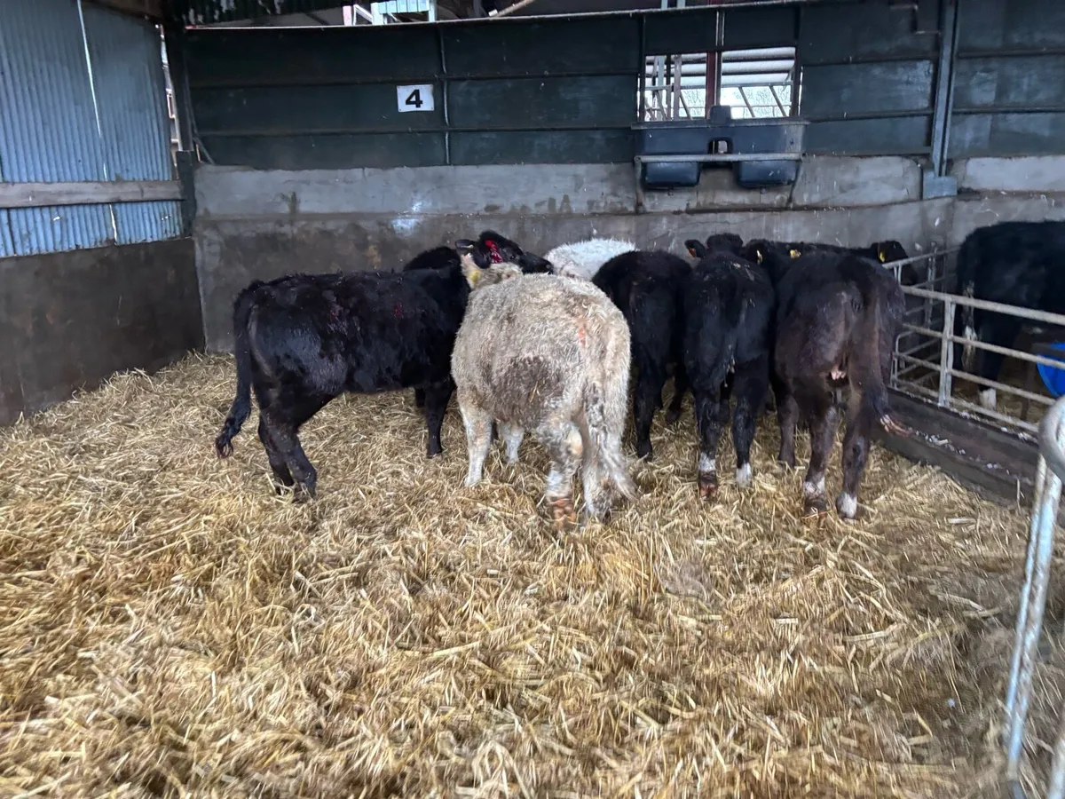 8 super continental heifer weanlings - Image 1