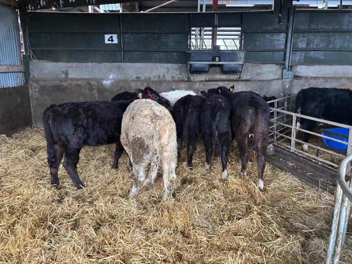 8 super continental heifer weanlings - Image 2