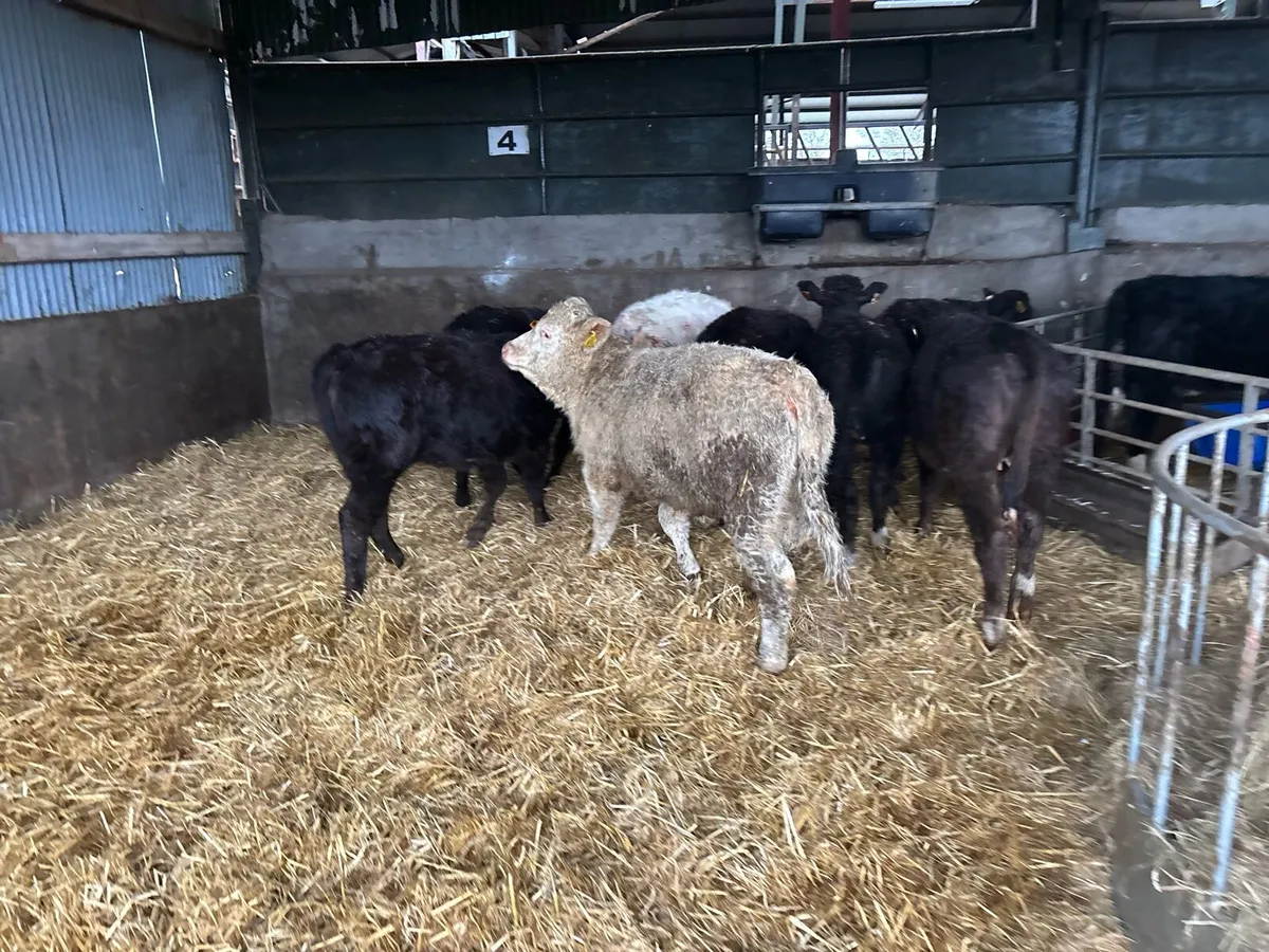 8 super continental heifer weanlings - Image 3