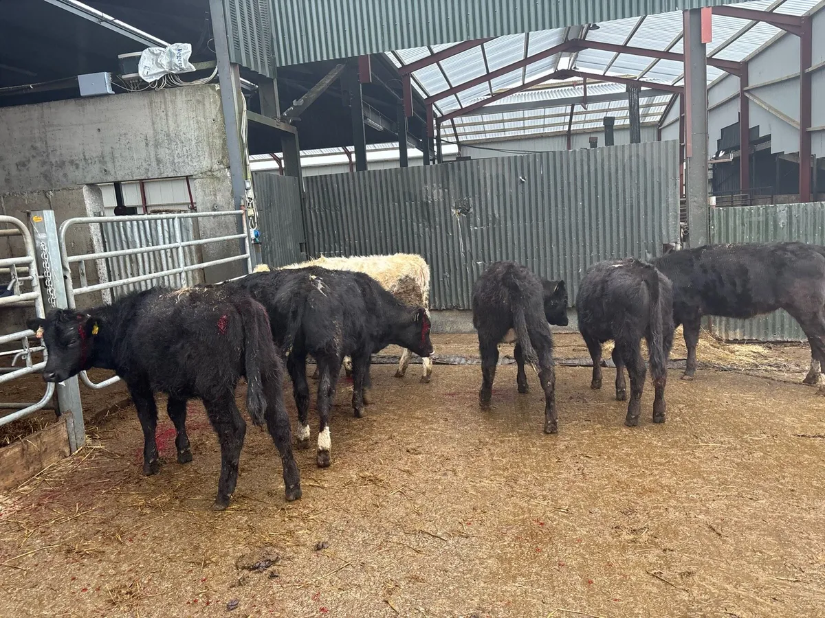 8 super continental heifer weanlings - Image 4