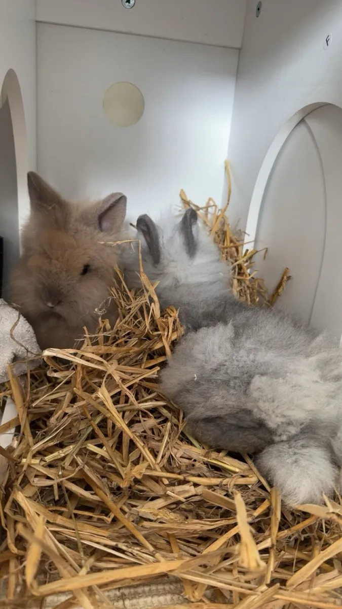 Lionhead Baby Bunnies - Image 1