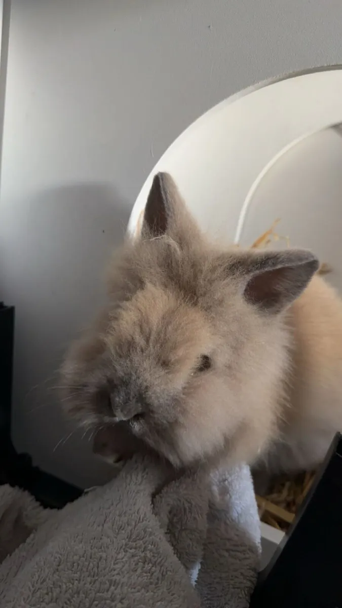 Lionhead Baby Bunnies - Image 2